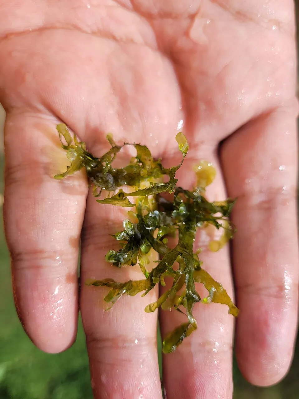 Lomariopsis gametophyte ("pelia moss") in the Philippines