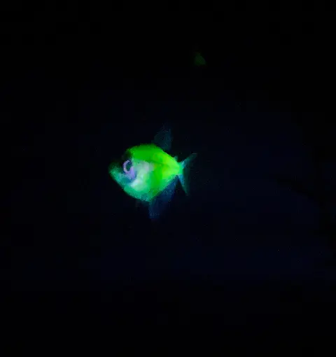 Ikan GloFish tetra hijau berpendar dengan latar belakang gelap