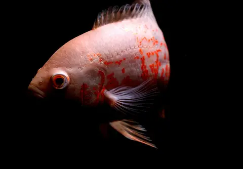 Oscar merah muda berenang di akuarium berlatar gelap