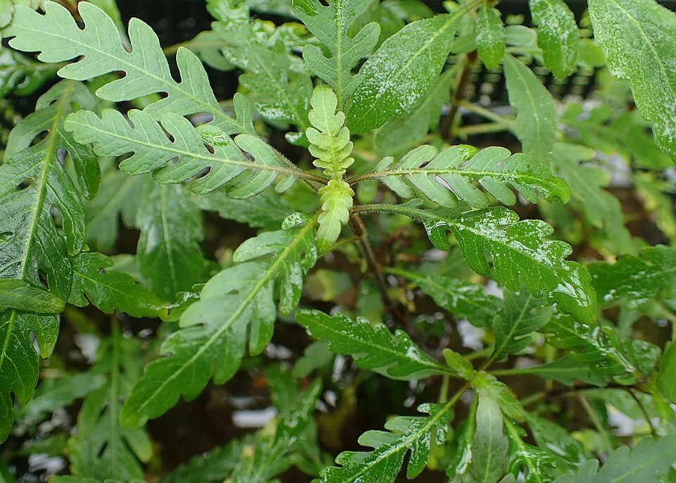 Hygrophila pinnatifida, Hygrophila pinnatifida