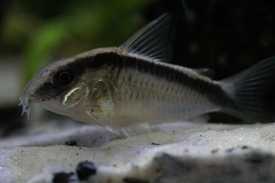 Hoplisoma granti