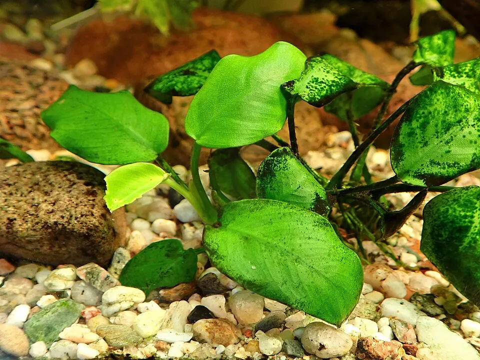 Anubias barteri var. nana in the Botanischer Garten Halle