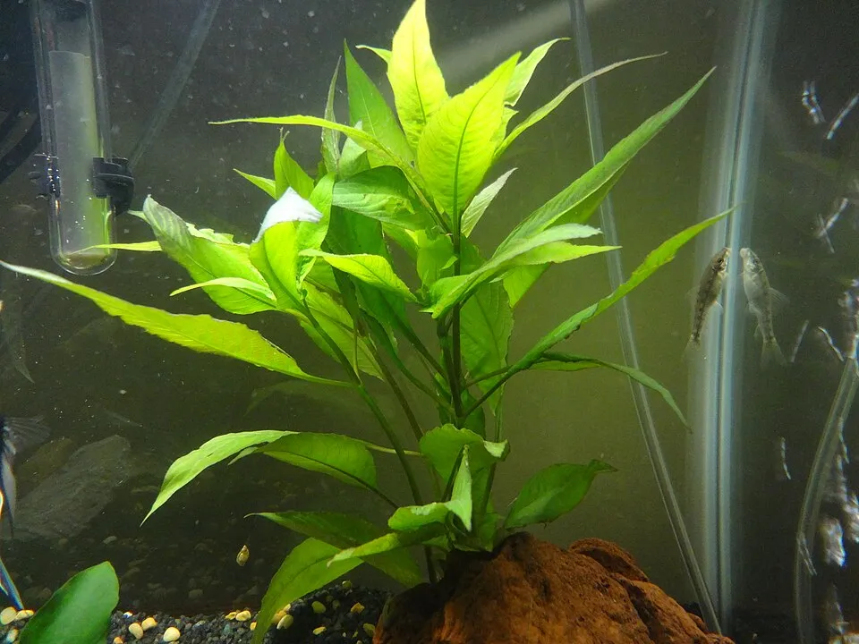 Hygrophila corymbosa