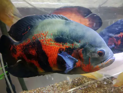 Oscar tiger merah hitam besar dan sehat di akuarium kaca