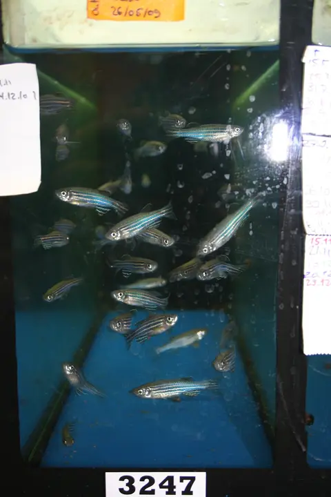 Đàn cá ngựa vằn bơi trong bể kính