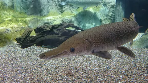 Ikan aligator