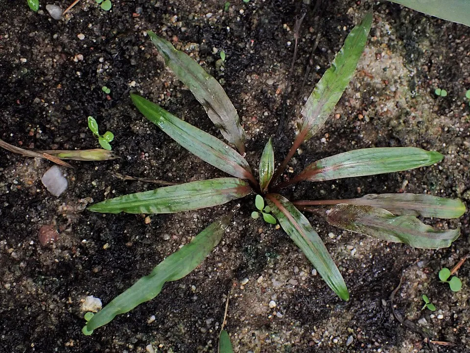 Cryptocoryne albida 'Brown', Cryptocoryne albida