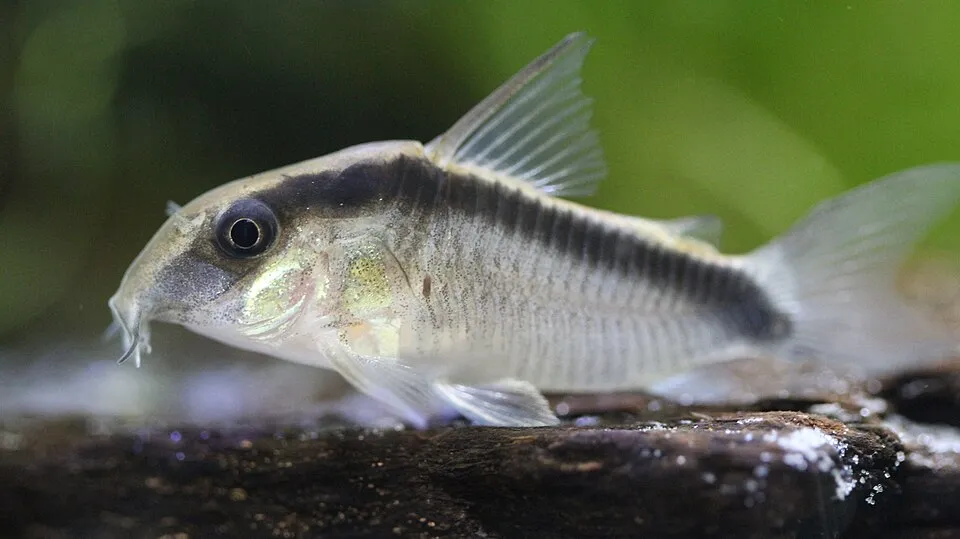 Cá chuột Grant, Corydoras granti