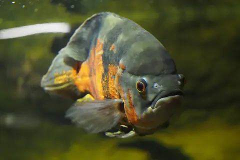 Oscar hitam belang oranye berenang di akuarium berair biru