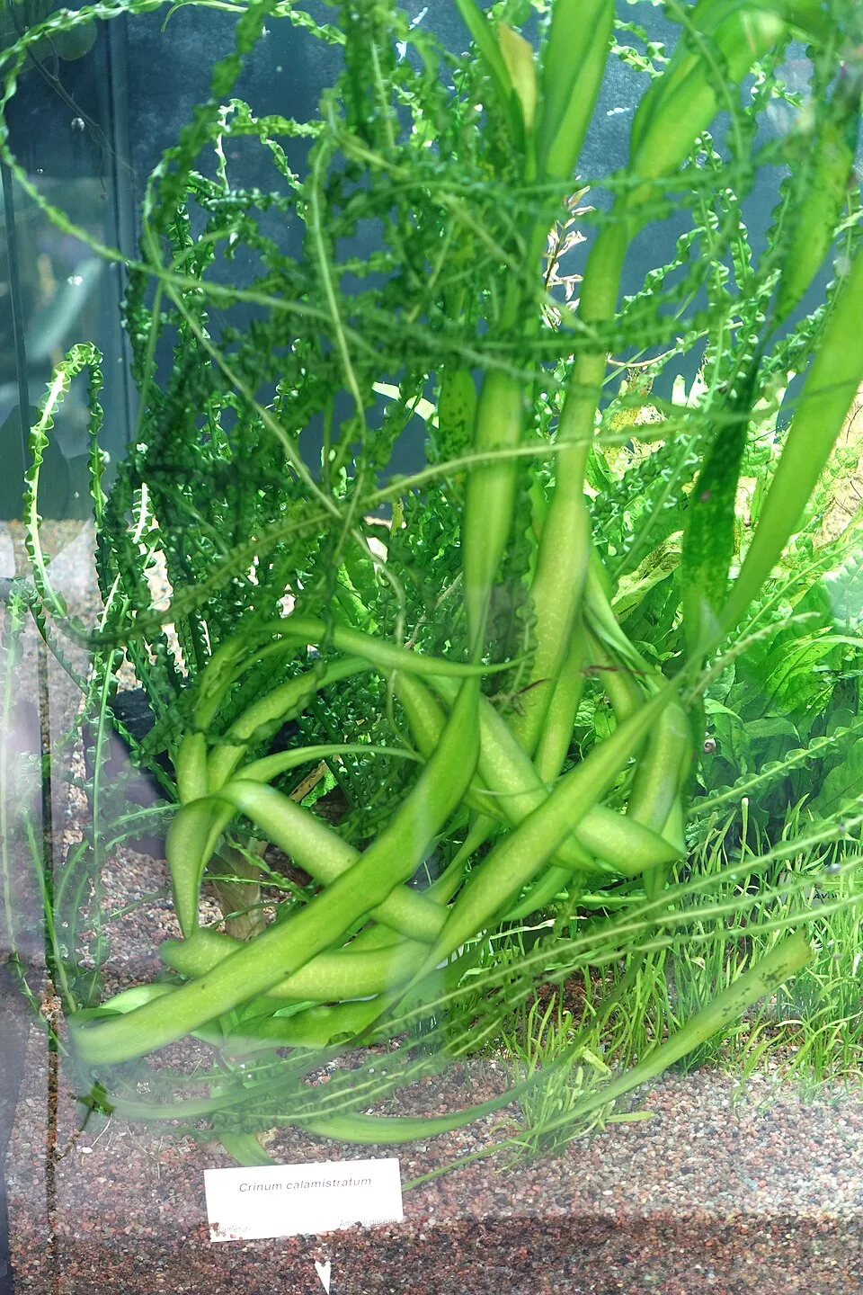 Cây crinum calamistratum, Crinum calamistratum