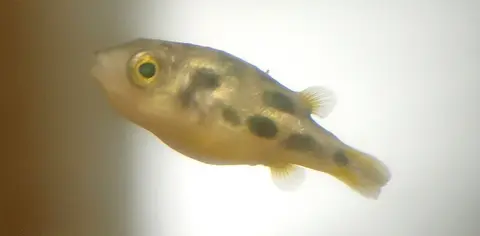 Pea Puffer betina berenang di akuarium, latar terang