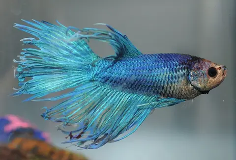 Cupang jantan berekor panjang biru di akuarium