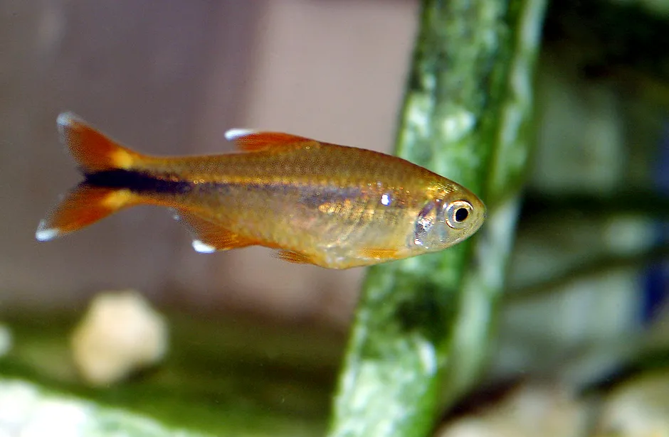 Cá tetra đuôi bạc, Hasemania nana