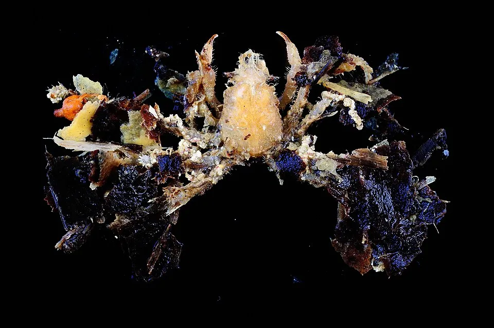 PRESERVED_SPECIMEN; Camposcia retusa (Latreille, 1829); Identified by: Corbari L.; Individual Count: 1 ; Event date: 2012-11-10T00:00:00Z