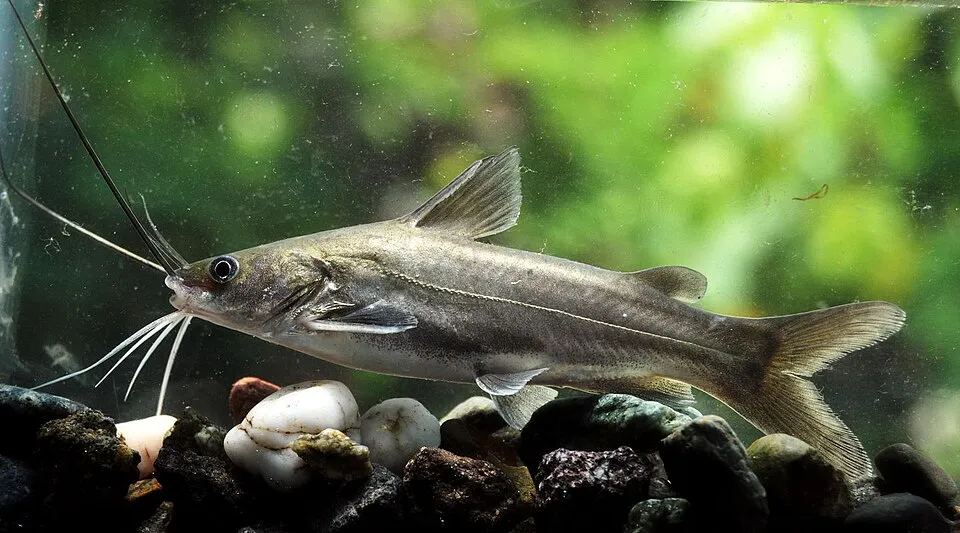 Mystus gulio, from Jawa Tengah, Indonesia