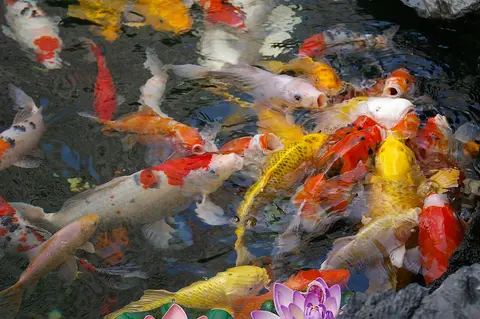 Đàn cá koi nhiều màu đỏ, trắng, vàng trong hồ