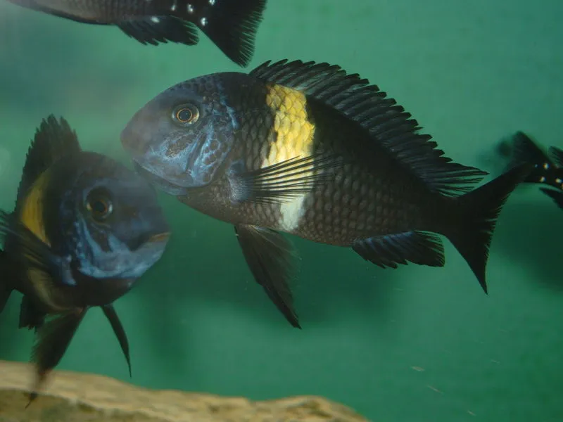 Tropheus duboisi "Maswa"