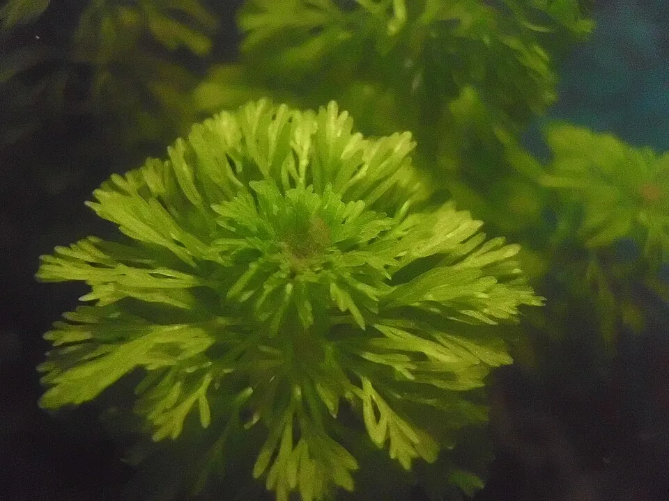Cây rau om nước (Limnophila sessiliflora)