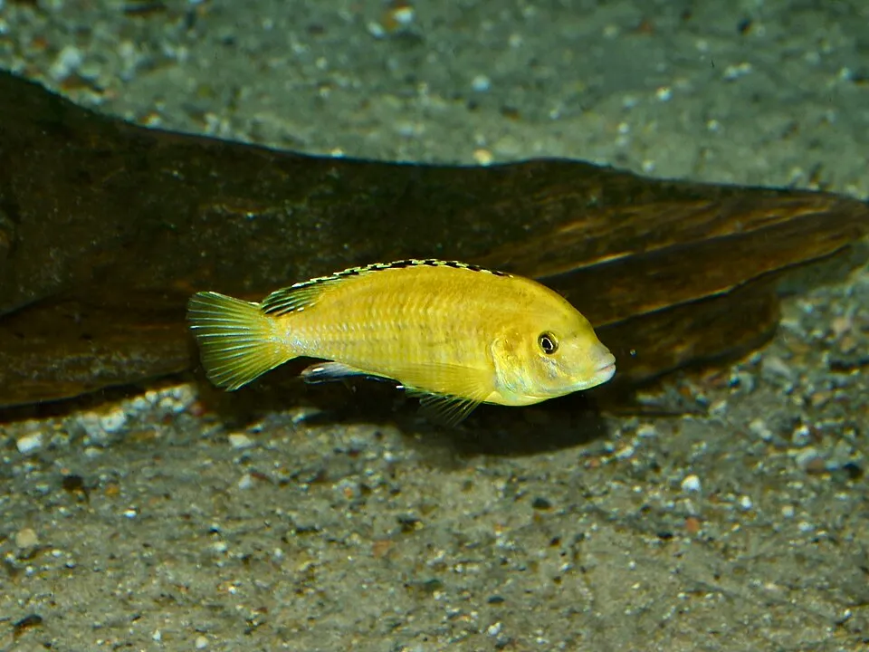 Labidochromis caeruleus ELECTRIC YELLOW CICHLID. Zoo Frankfurt.