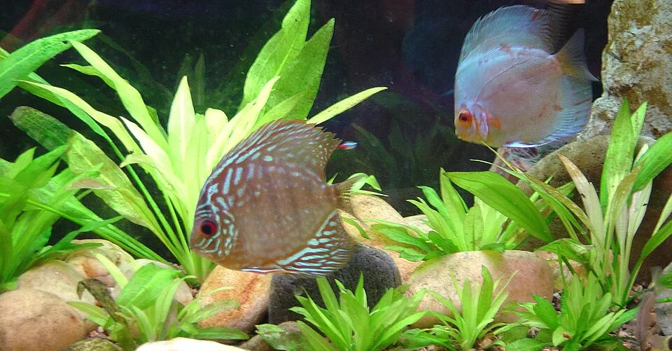 Cây kiếm Amazon Bleherae, Echinodorus grisebachii