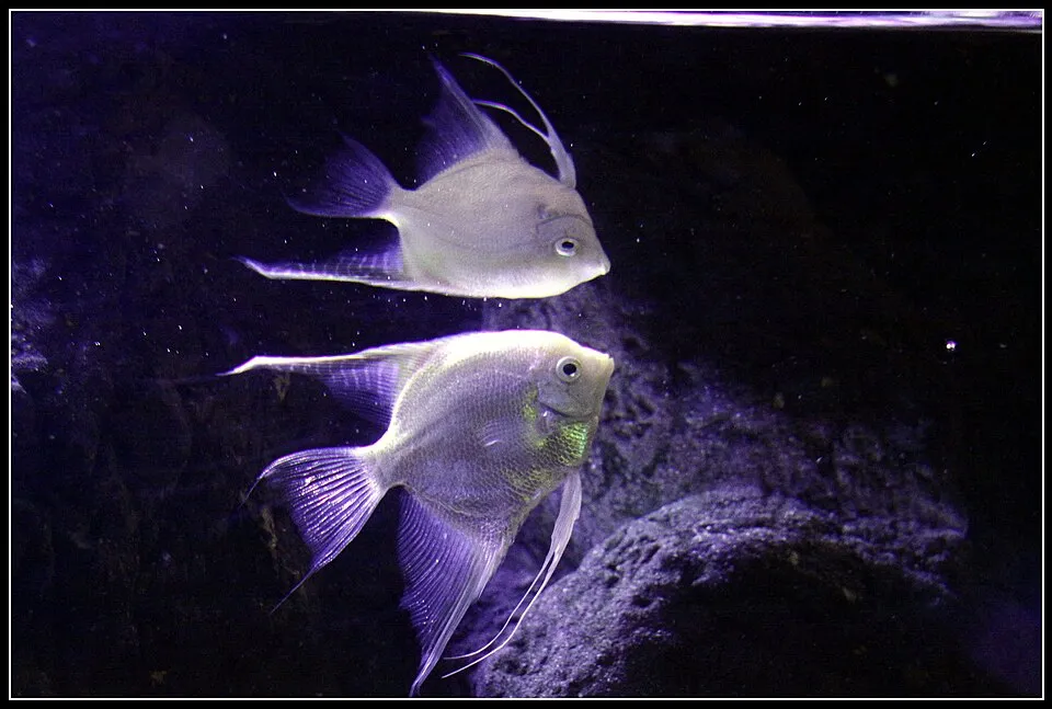 This series of shots come from the Melbourne Aquarium - it was really great - recommend it to all. Difficult to shoot through perspex but some of these are worth sharing. I shot this looking up into a