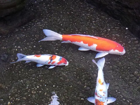 ปลาคาร์ปสีแดงขาวและสีส้มสามตัวในบ่อพื้นหิน