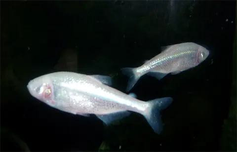 Blind Cave Tetra
