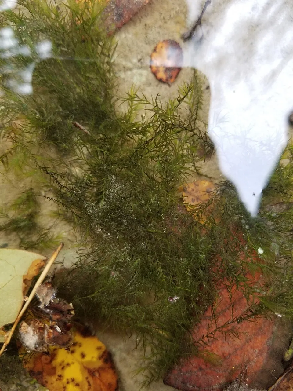 Rêu Fissidens fontanus, Fissidens fontanus