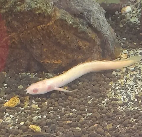Polypterus Senegal