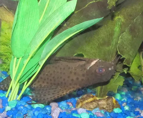Synodontis Eupterus