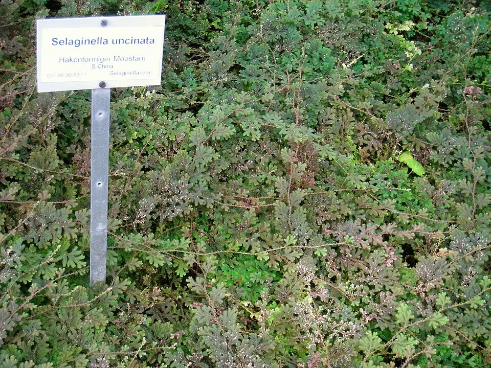 Rêu dương xỉ xanh lam Selaginella uncinata, Selaginella uncinata