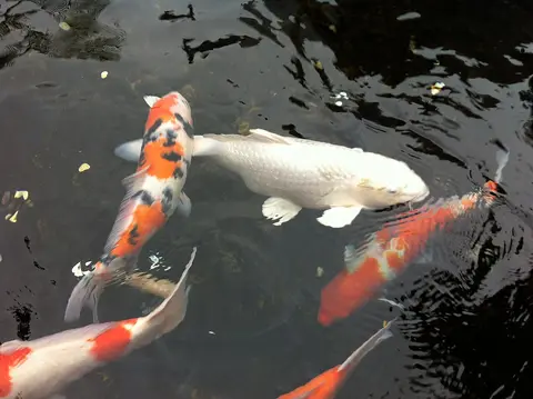 ฝูงปลาคาร์ปสีแดงขาวและสีขาวว่ายในบ่อ