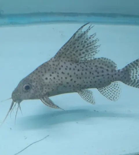 Synodontis Eupterus