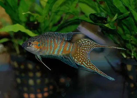 Ikan Paradise jantan bergaris biru berenang di antara tanaman air