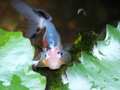 Koki Bubble Eye biru keperakan berbintik hitam di dekat daun teratai