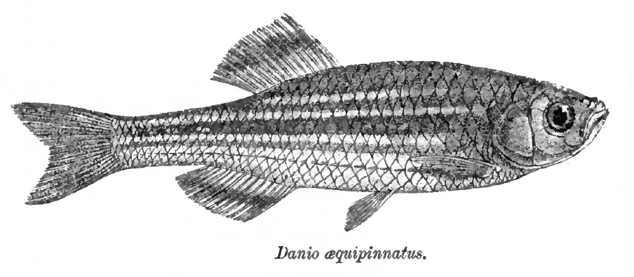 Printed drawing of Devario aequipinnatus (McClelland, 1839)