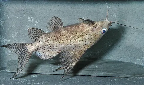 Synodontis Eupterus