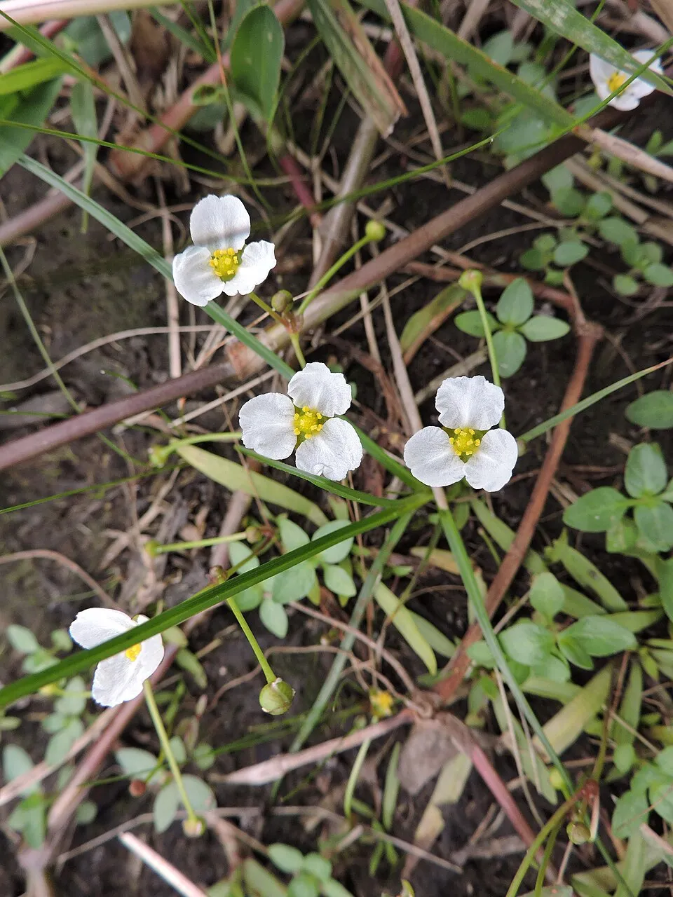 Cỏ nhật bản xanh, Helanthium tenellum