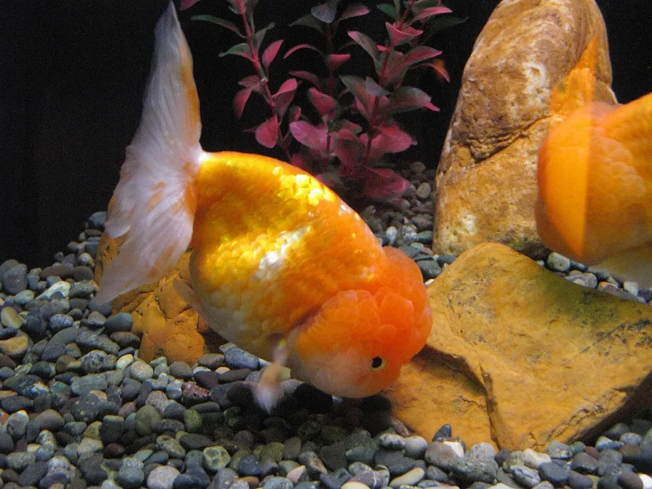 Koki Lionhead (Lionhead Goldfish)