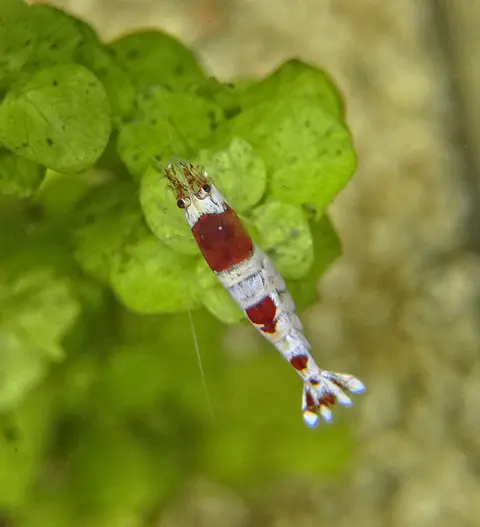 กุ้งคริสตัลเรดสีขาวคลานบนใบไม้น้ำ