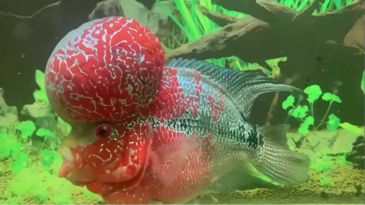 ปลาหมอสี (Flowerhorn)