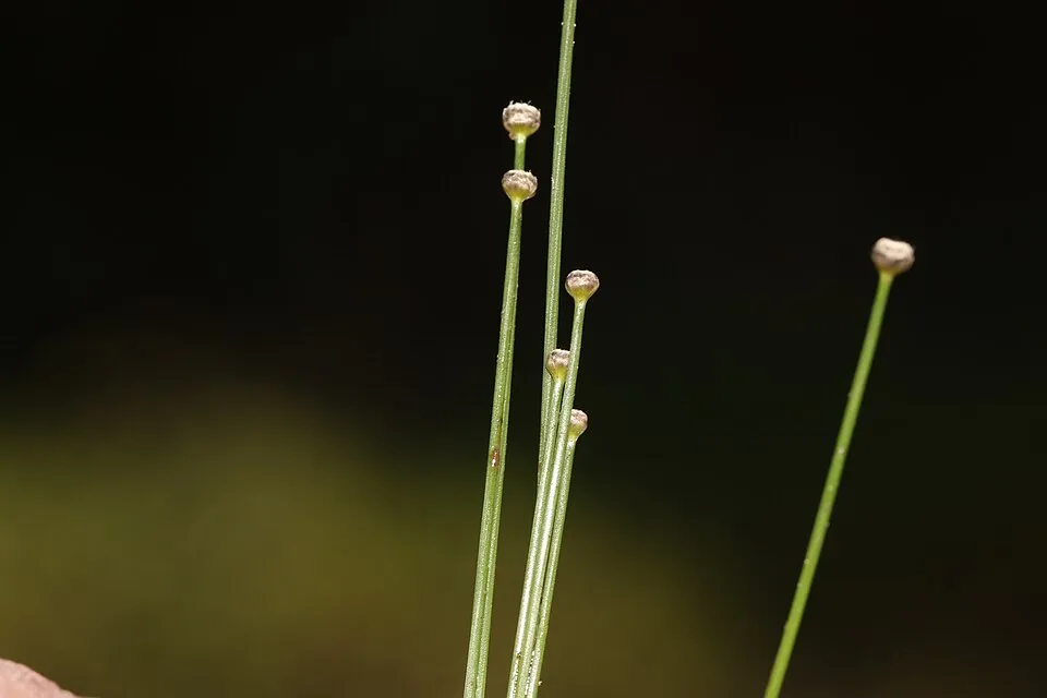 Photos of plants taken by V C Balakrishnan