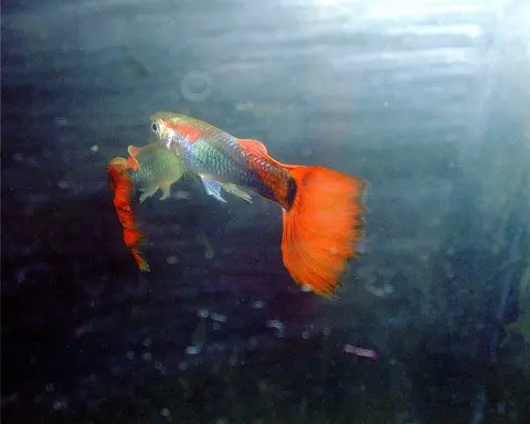 Guppy jantan berekor merah oranye di akuarium