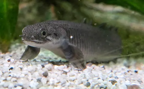 Polypterus Senegal