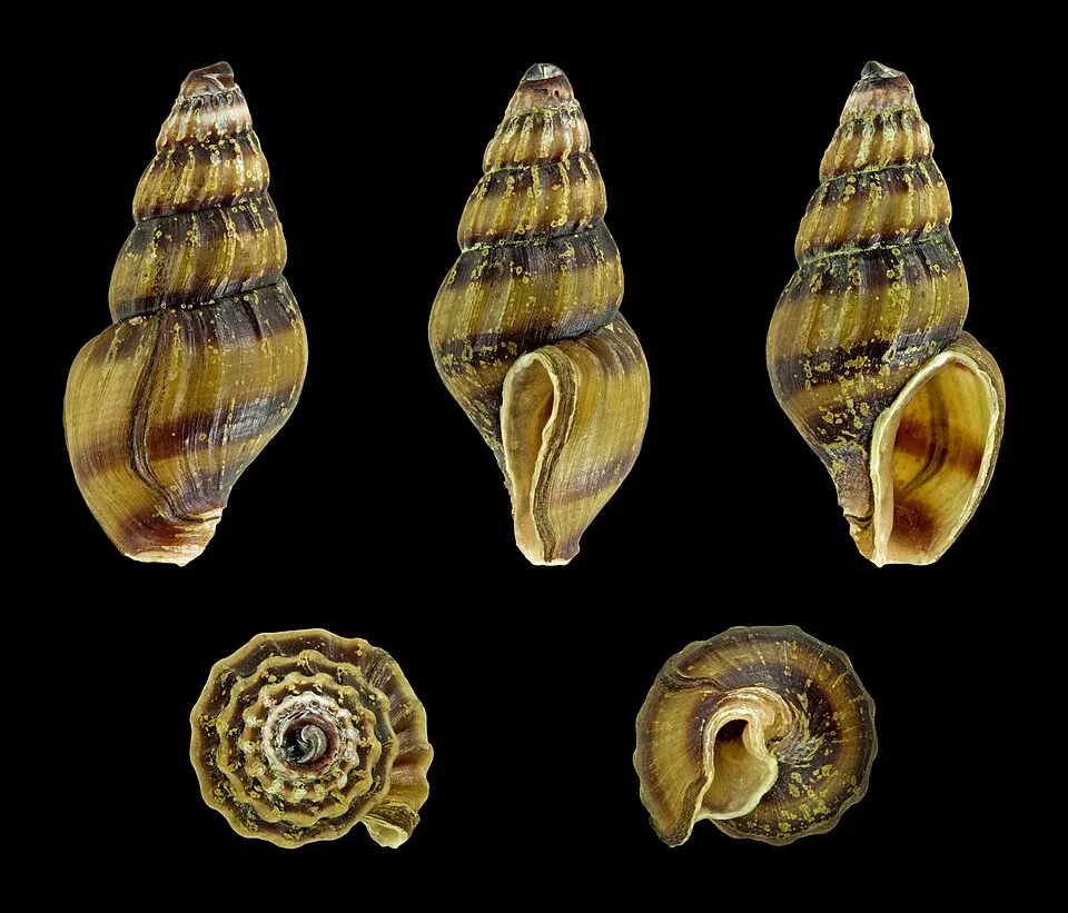 Ốc ăn ốc, Anentome helena