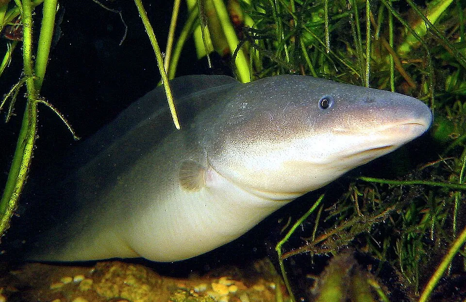 Gymnarchus niloticus (Großnilhecht)