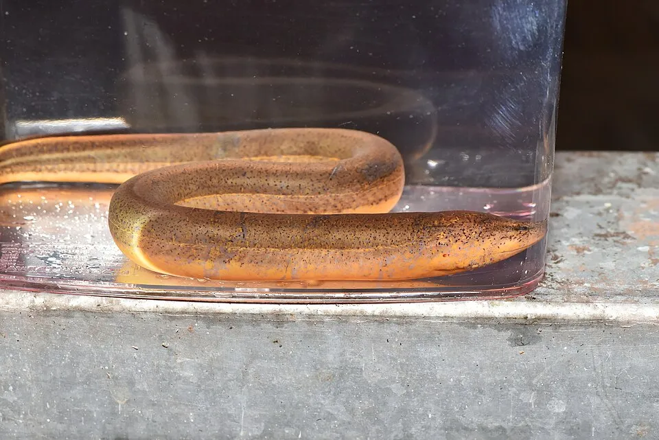Asian Swamp Eel (Monopterus albus) in Taiwan