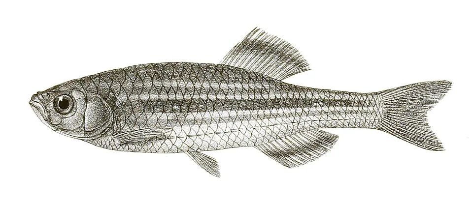 The species names / identity need verification - original names from plate are included here. The original plates showed the fishes facing right and have been flipped here. Danio aequipinnatus