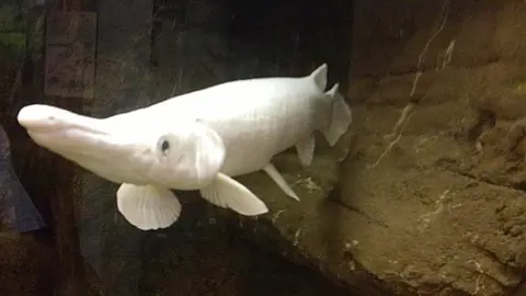Ikan aligator