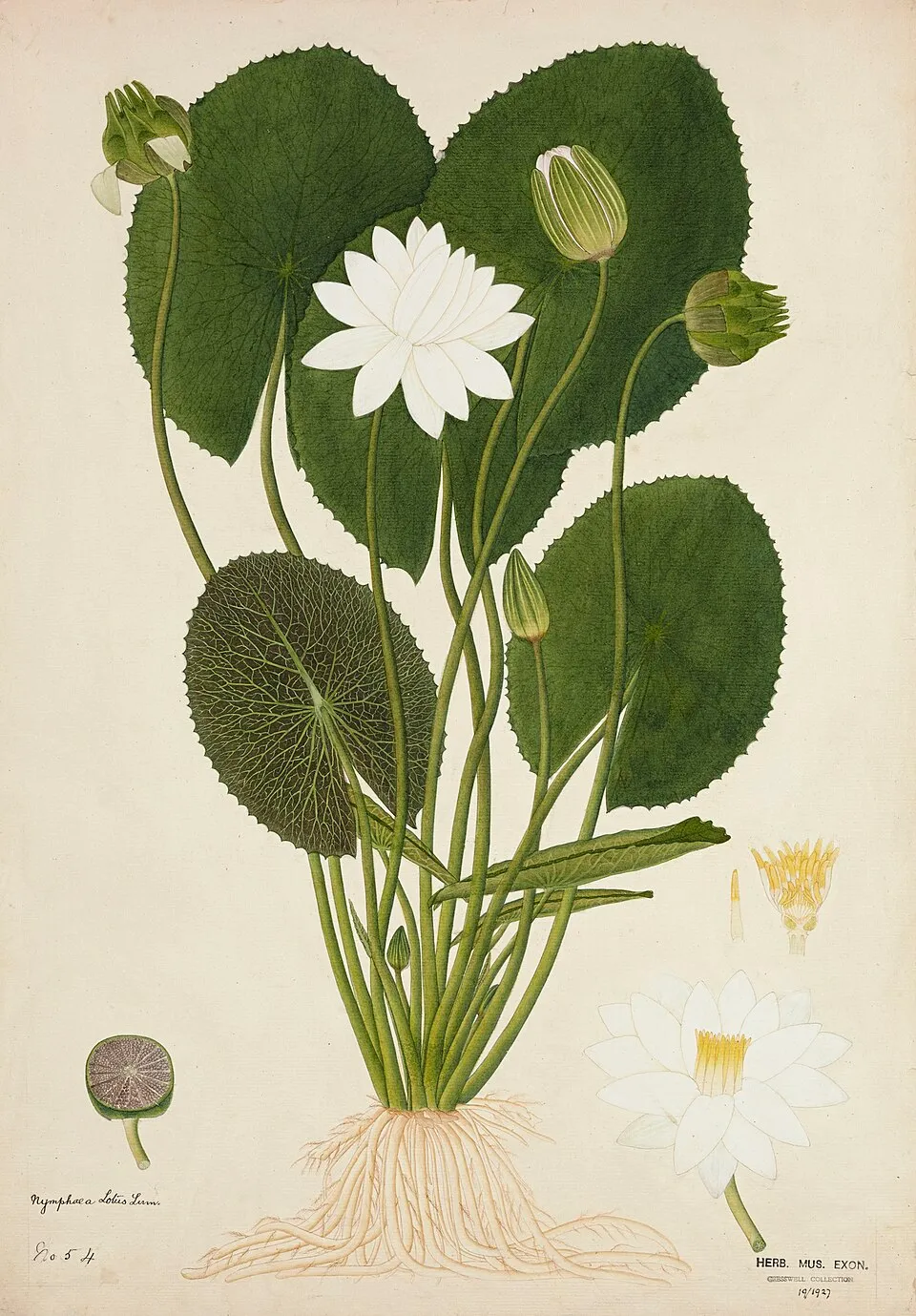Sen lotus nước, Nymphaea lotus